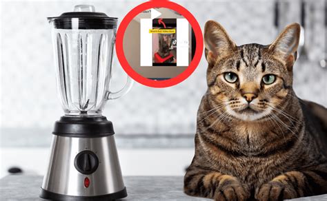 who put a cat into a blender|The Cat In Blender Video: A Disturbing Tale Of。